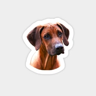 Rhodesian Ridgeback The Lion Hunting Dog Sticker